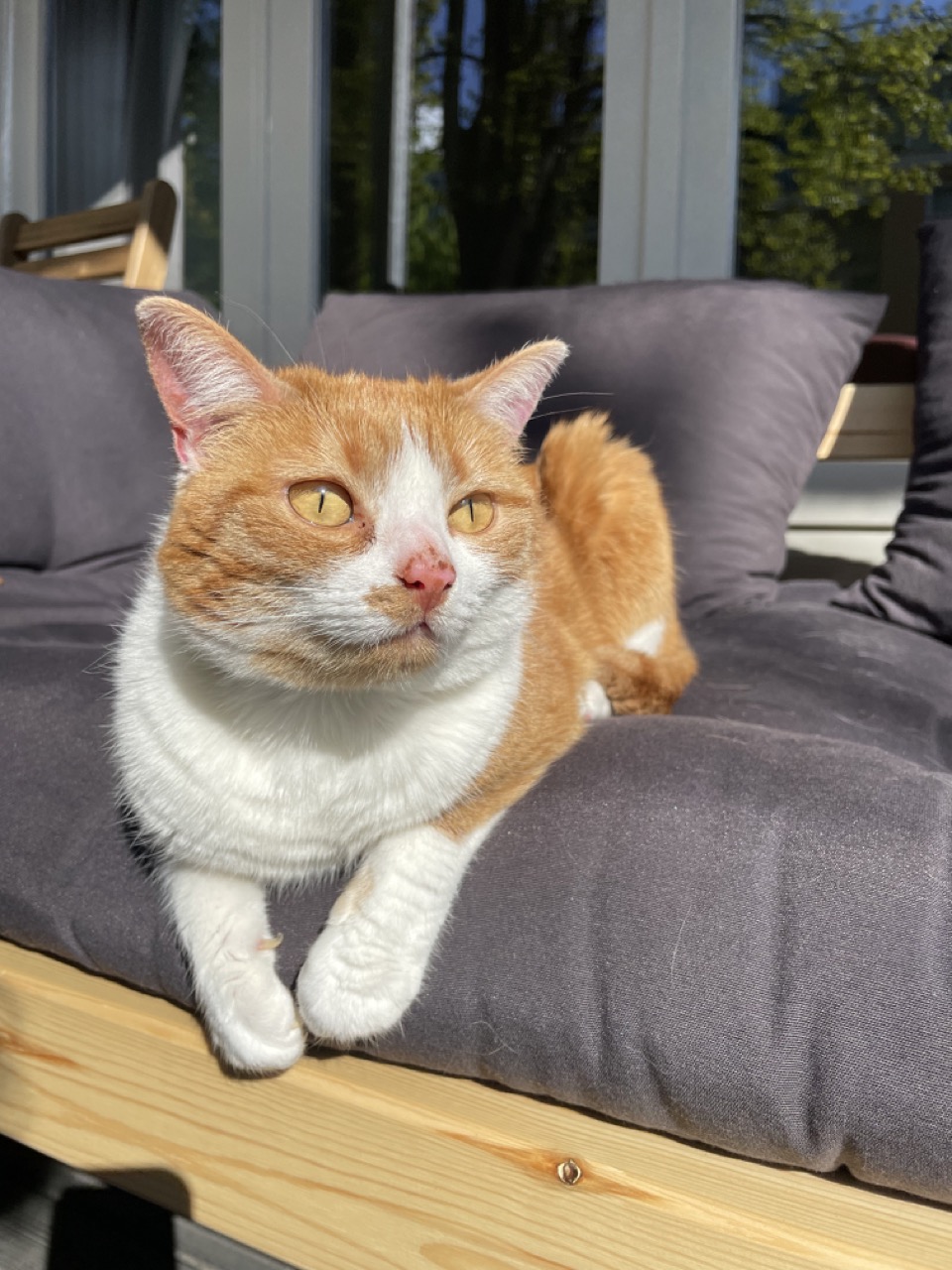 Gijsje chilling on the balcony