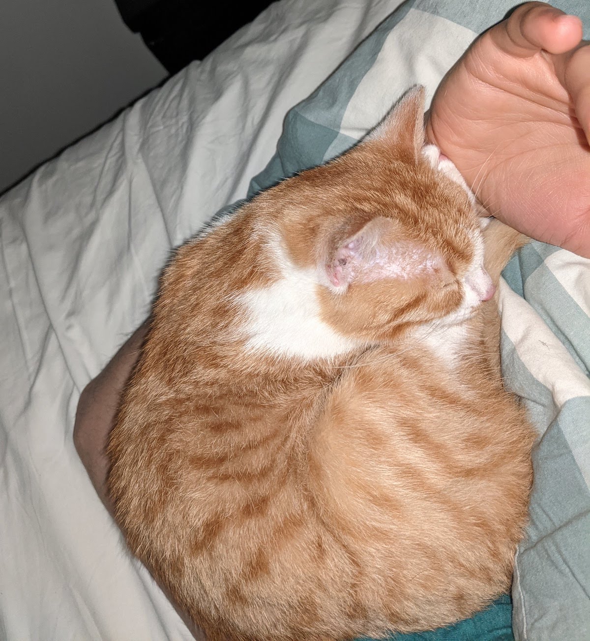 Gijsje sleeping on my hand at 4AM