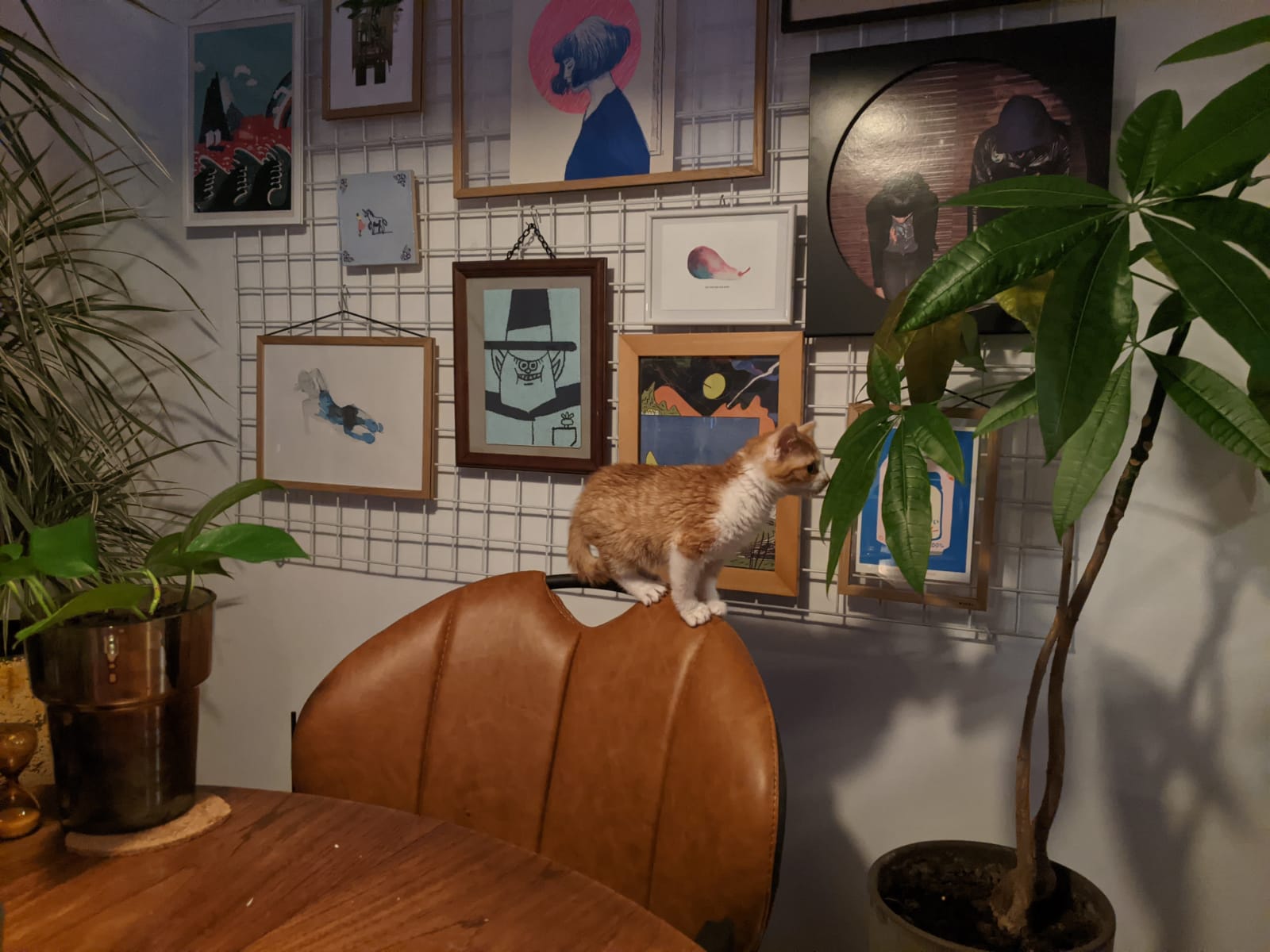 Gijsje as a kitten. She's very small