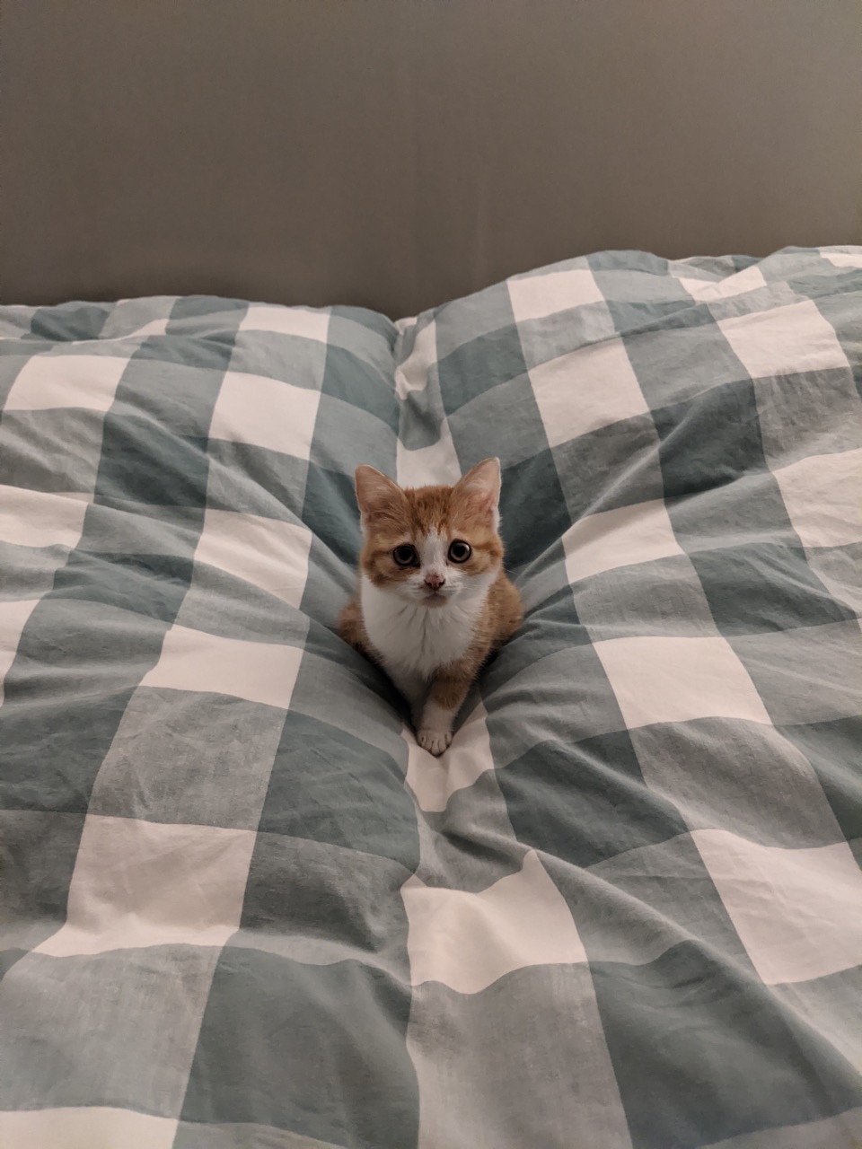 Gijsje as a kitten